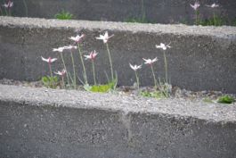 Mettler Landschaftsarchitektur