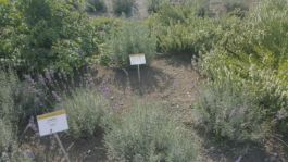 Mettler Landschaftsarchitektur